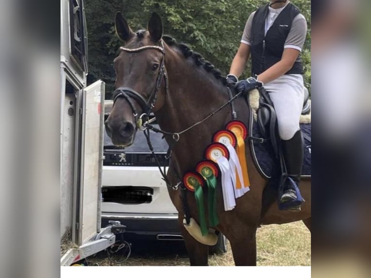 Zweibruecker Mare 14 years 16,1 hh Brown in Trippstadt