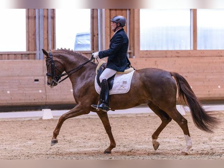 Zweibruecker Mare 14 years 16,1 hh Chestnut-Red in Hetzerath