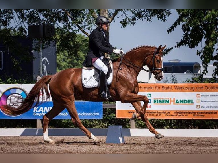 Zweibruecker Mare 14 years 16,1 hh Chestnut-Red in Hetzerath