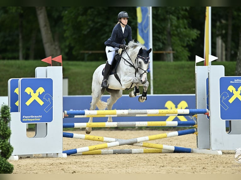 Zweibruecker Mare 14 years 16.1 hh Grey-Fleabitten in Frankenburg