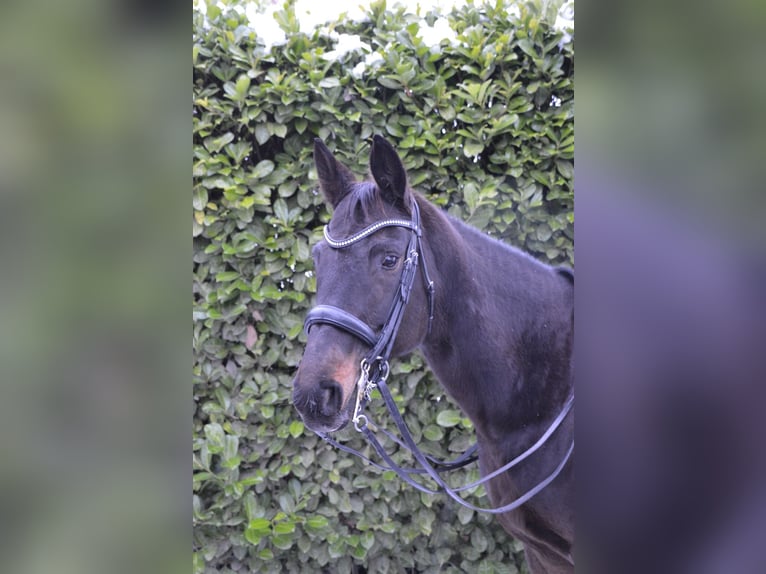 Zweibruecker Mare 14 years 16,1 hh Smoky-Black in Wiesbaden