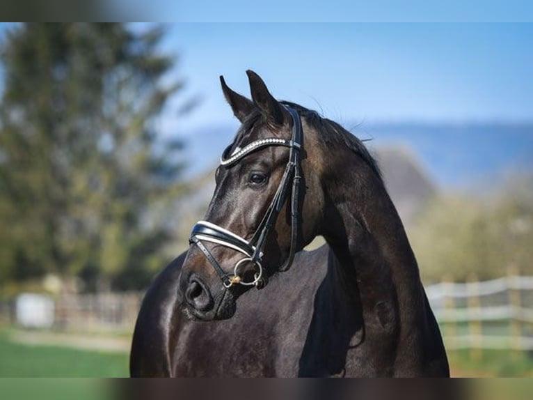 Zweibruecker Mare 14 years 16,2 hh Brown in Hetzerath