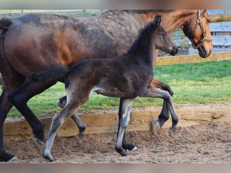 Zweibruecker Mare 14 years 16,2 hh Brown in Hetzerath