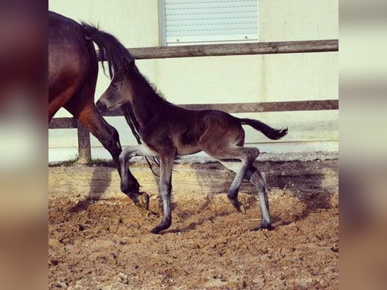 Zweibruecker Mare 14 years 16,2 hh Brown in Hetzerath