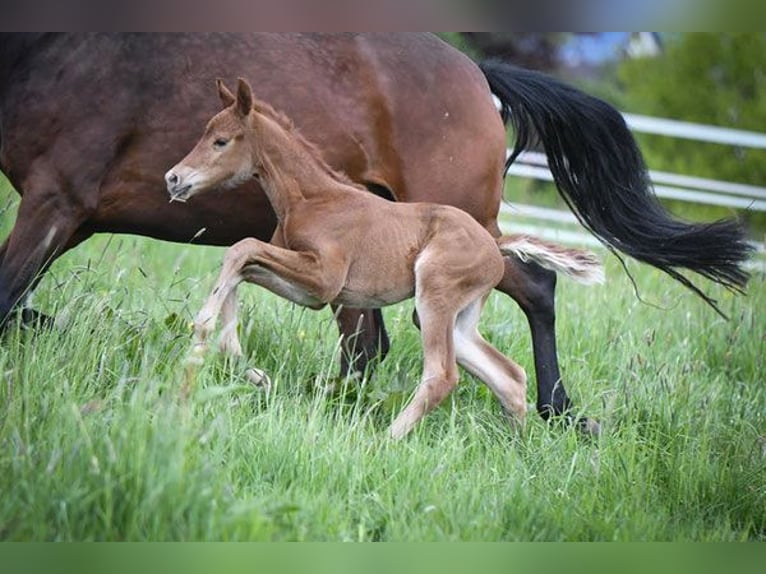 Zweibruecker Mare 14 years 16,2 hh Brown in Hetzerath