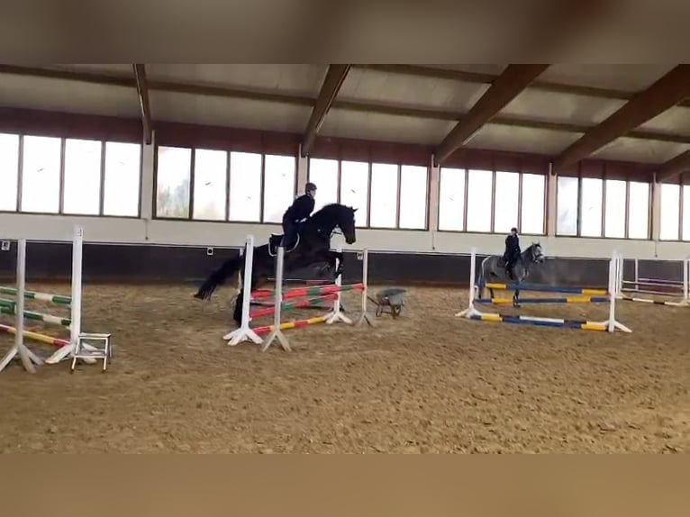 Zweibruecker Mare 14 years 17,1 hh Bay-Dark in Wallerfangen
