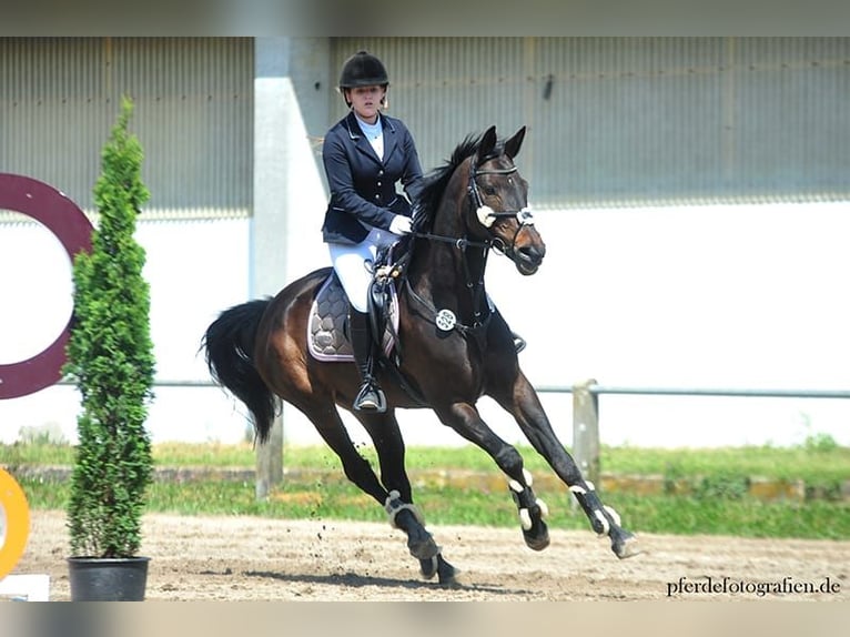 Zweibruecker Mare 15 years 16,1 hh Smoky-Black in Wiesbaden