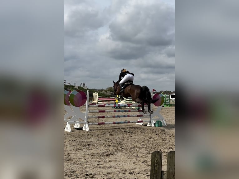 Zweibruecker Mare 15 years 16,2 hh Bay-Dark in Gettorf