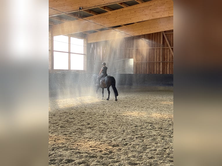 Zweibruecker Mare 15 years 16 hh Bay-Dark in Rösrath