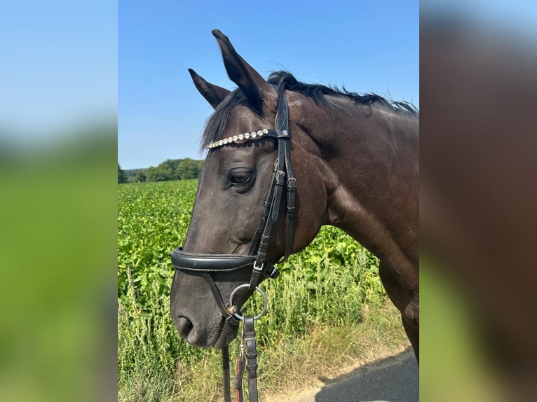 Zweibruecker Mare 15 years 16,2 hh Black in Bad Neuenahr-Ahrweiler