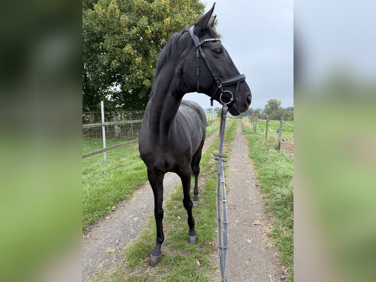 Zweibruecker Mare 15 years 16,2 hh Black in Bad Neuenahr-Ahrweiler