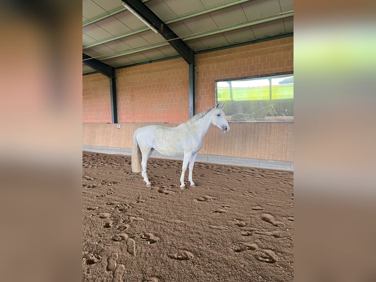 Zweibruecker Mare 15 years 16,2 hh Grey in Brechen