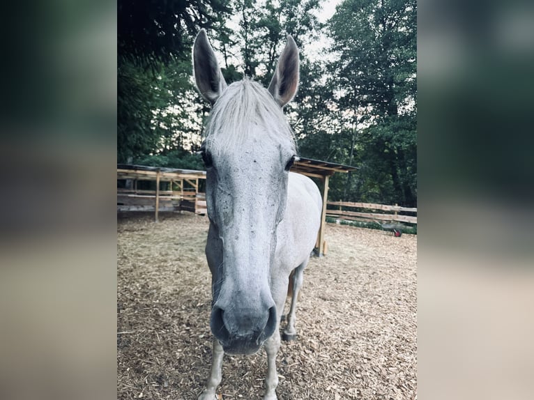 Zweibruecker Mare 15 years 17 hh Gray-Fleabitten in Pirmasens