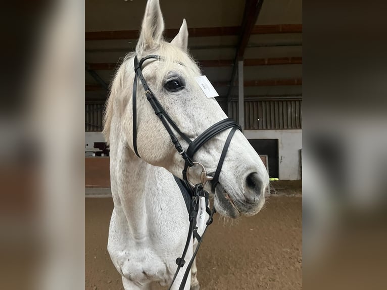 Zweibruecker Mare 15 years 17 hh Gray-Fleabitten in Pirmasens