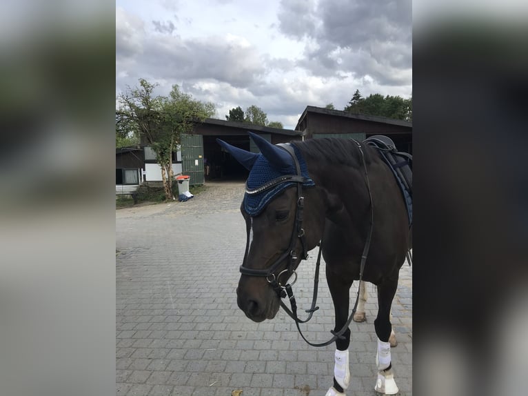 Zweibruecker Mare 16 years 16 hh Smoky-Black in Hofheim am Taunus