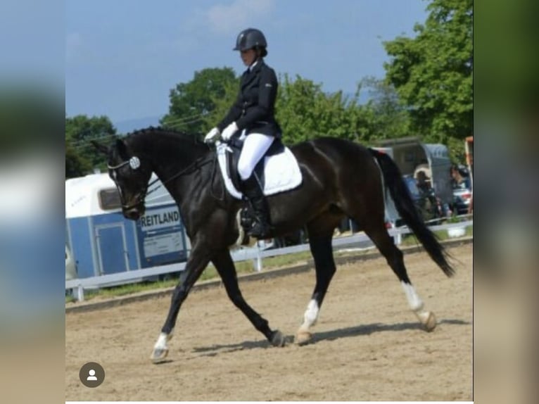 Zweibruecker Mare 16 years 16 hh Smoky-Black in Hofheim am Taunus