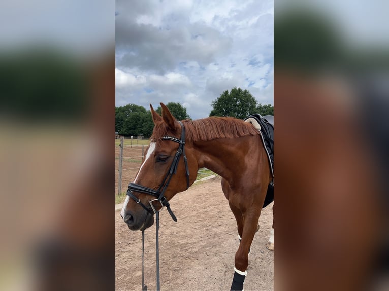 Zweibruecker Mare 17 years 16,2 hh Chestnut-Red in Kirkel