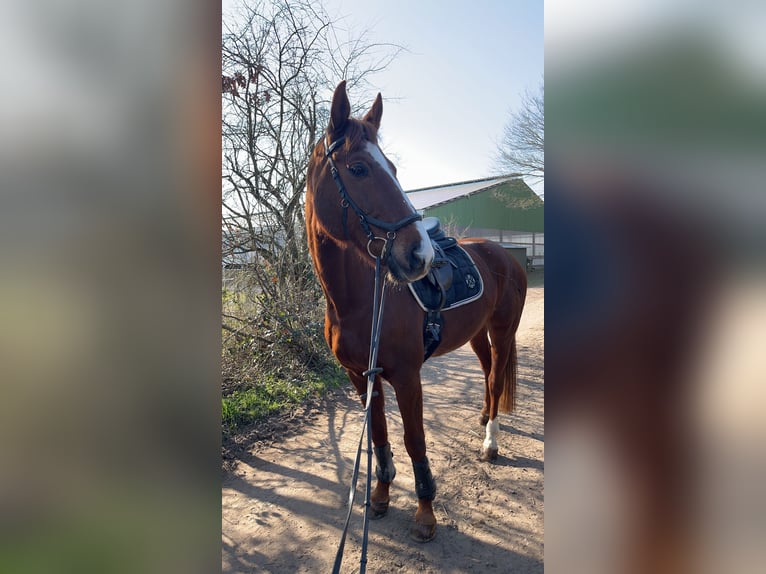 Zweibruecker Mare 17 years 16,2 hh Chestnut-Red in Kirkel