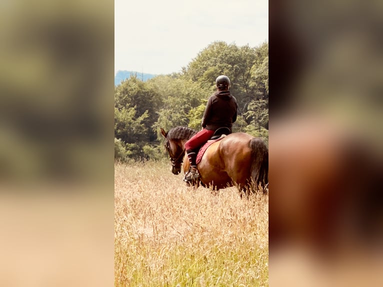 Zweibruecker Mare 17 years 17,2 hh Brown in Lindlar