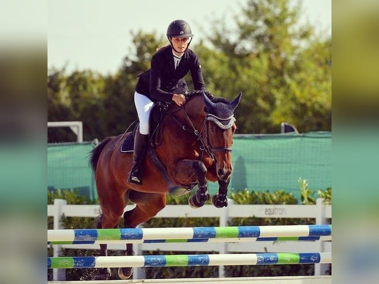 Zweibruecker Mare 18 years 15,2 hh Brown in Traunreut