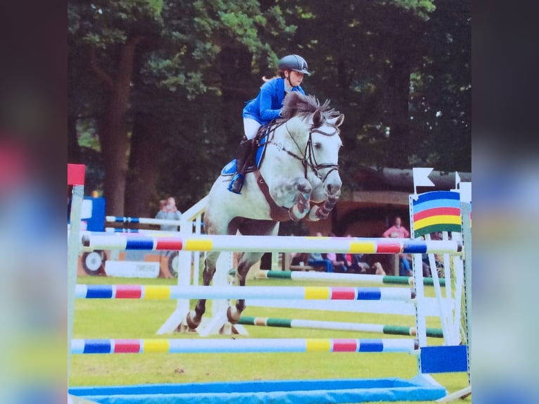 Zweibruecker Mare 19 years 15,2 hh Grey in Pinneberg