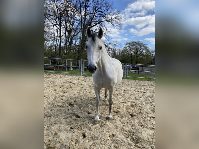 Zweibruecker Mare 19 years 15,2 hh Grey in Pinneberg