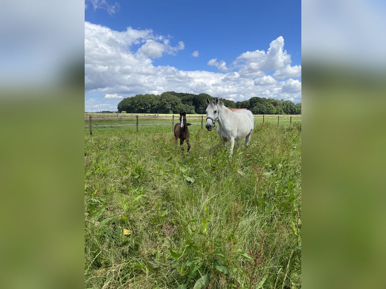 Zweibruecker Mare 19 years 15,2 hh Grey in Pinneberg