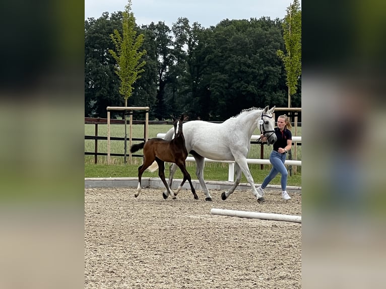Zweibruecker Mare 19 years 15,2 hh Grey in Pinneberg