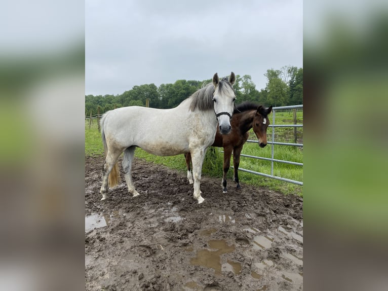 Zweibruecker Mare 19 years 15,2 hh Grey in Pinneberg