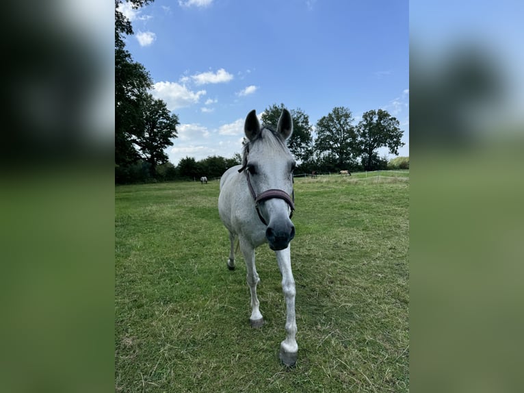 Zweibruecker Mare 19 years 15,2 hh Grey in Pinneberg