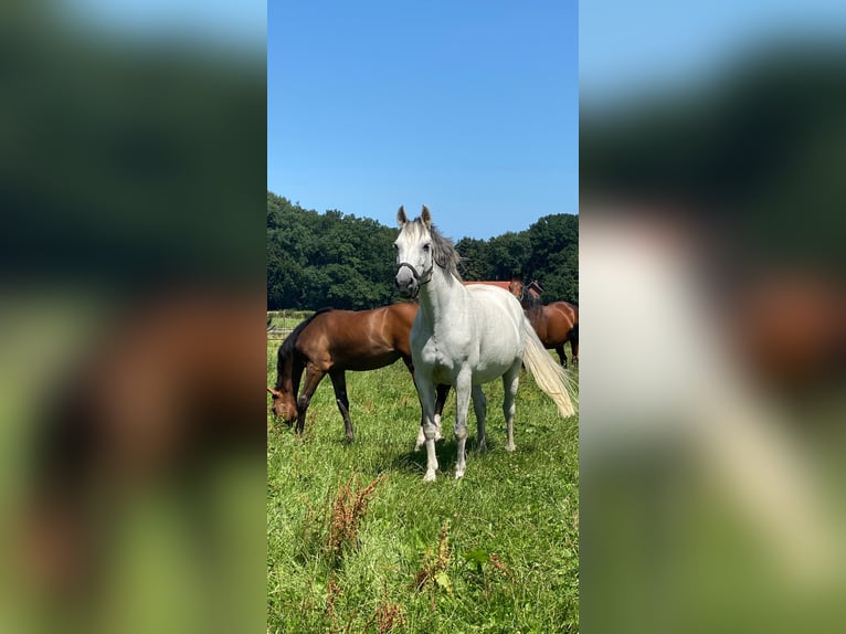 Zweibruecker Mare 19 years 15,2 hh Grey in Pinneberg