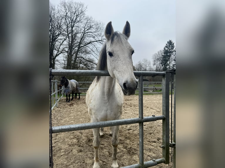 Zweibruecker Mare 19 years 15,2 hh Grey in Pinneberg