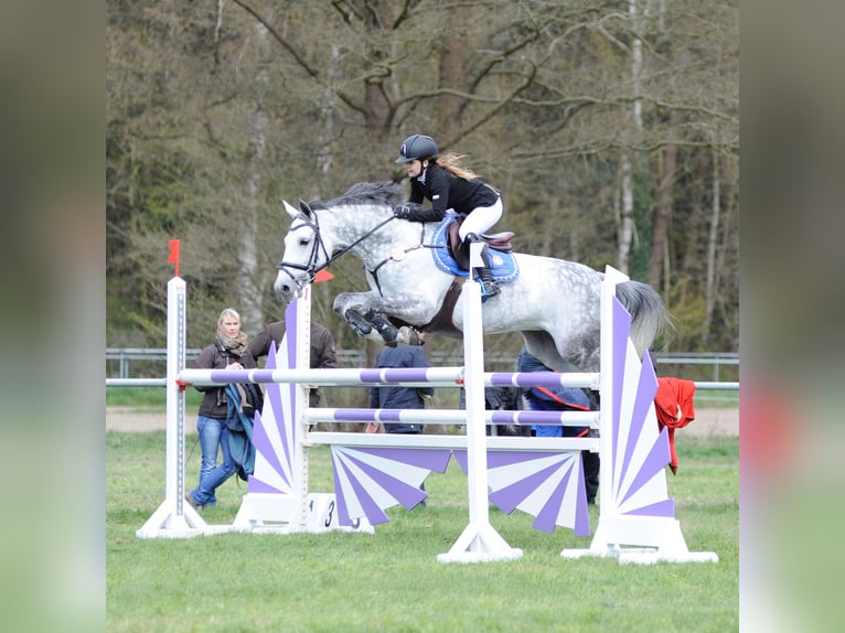 Zweibruecker Mare 19 years 15,2 hh Grey in Pinneberg