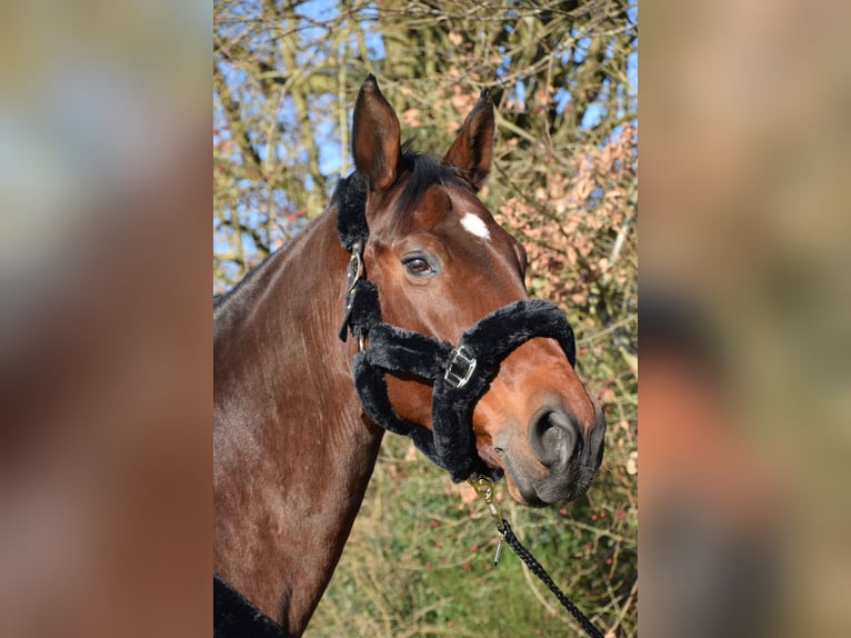 Zweibruecker Mare 19 years 17 hh Brown in Homburg