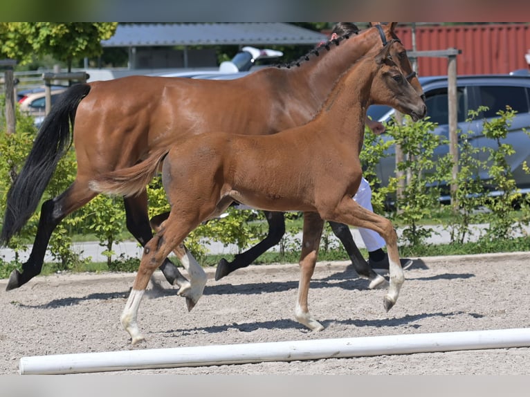 Zweibruecker Mare 1 year 16,2 hh Chestnut in Neupotz