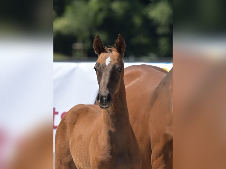 Zweibruecker Mare 1 year 16,2 hh Chestnut in Neupotz