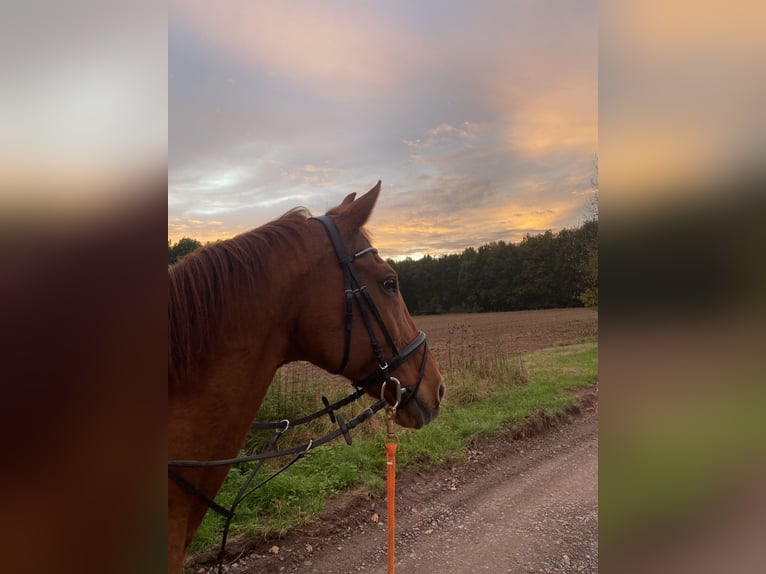 Zweibruecker Mare 23 years 16 hh Chestnut-Red in Dietzenbach