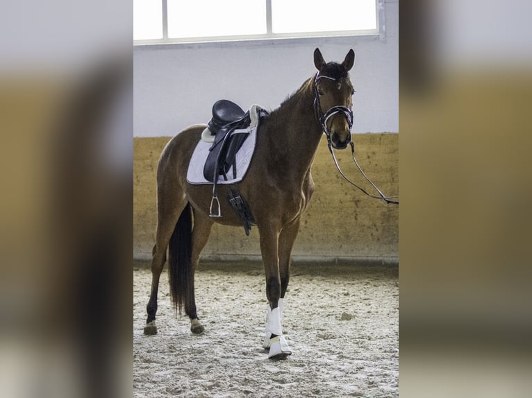 Zweibruecker Mare 3 years 16 hh Brown in Osburg