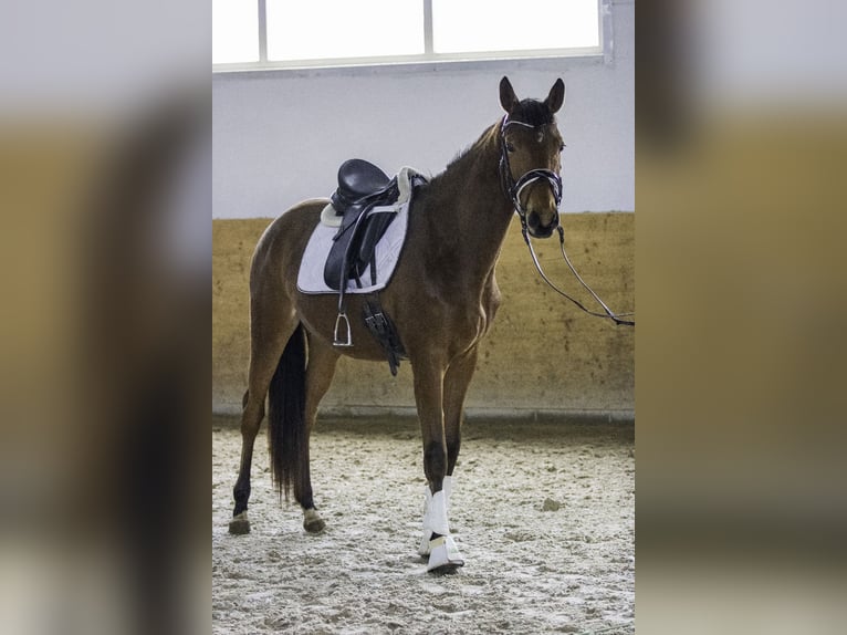 Zweibruecker Mare 4 years 16 hh Brown in Osburg