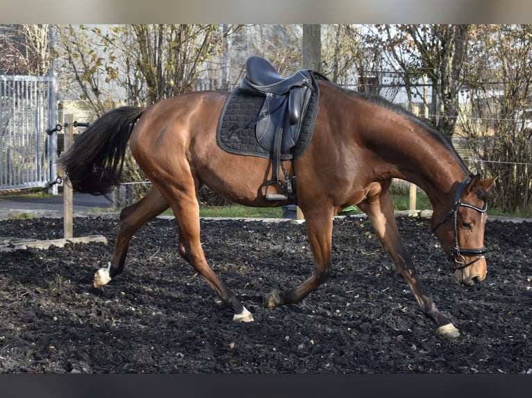 Zweibruecker Mare 4 years 16 hh Brown in Osburg