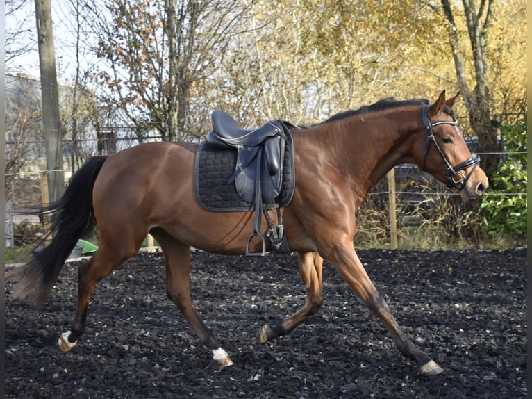 Zweibruecker Mare 4 years 16 hh Brown in Osburg