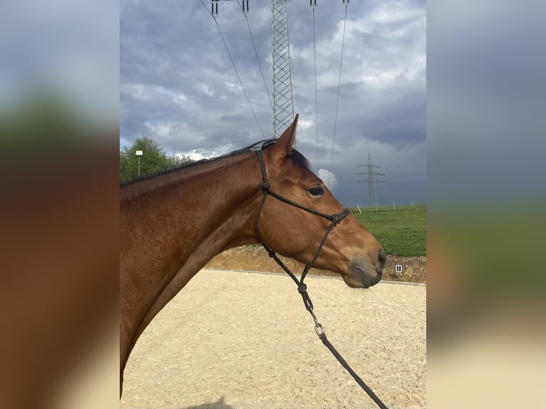 Zweibruecker Mare 4 years 16 hh Brown in Osburg