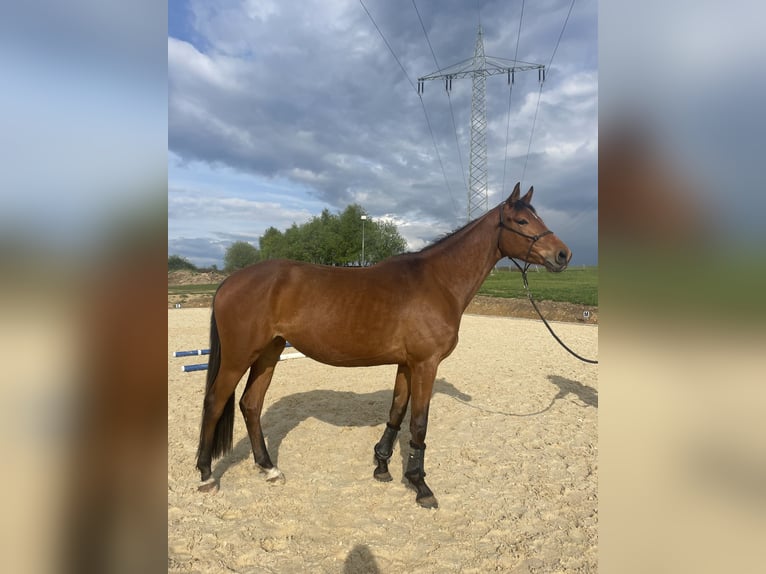 Zweibruecker Mare 4 years 16 hh Brown in Osburg