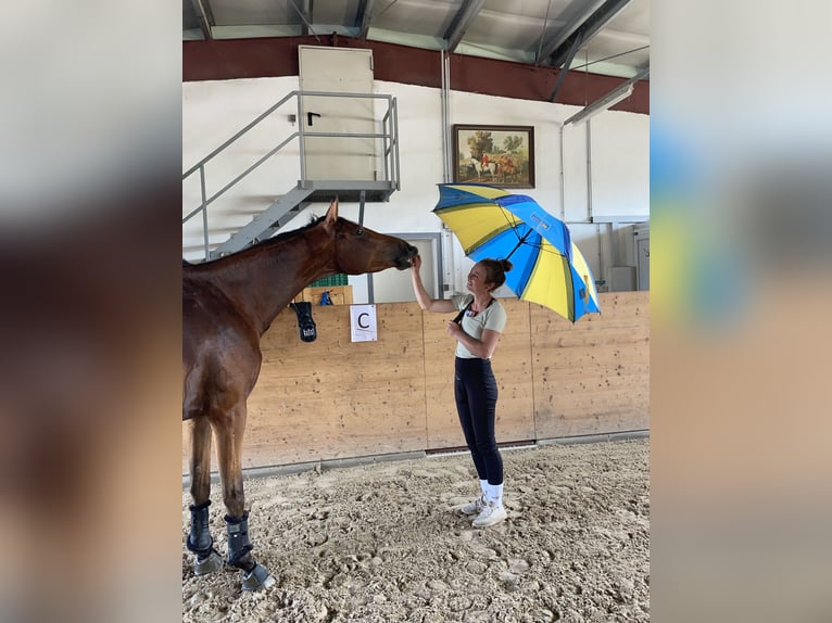 Zweibruecker Mare 4 years 16 hh Brown in Osburg