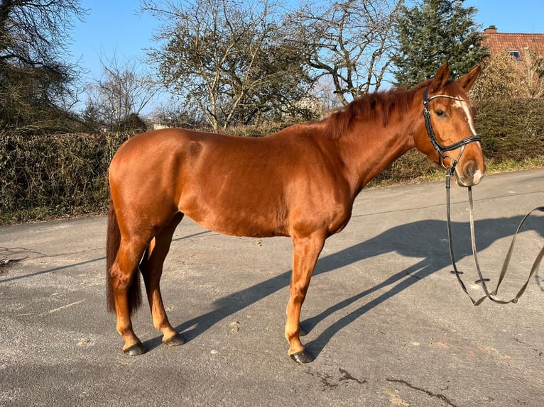 Zweibruecker Mare 5 years 15,3 hh Chestnut-Red in Pirmasens