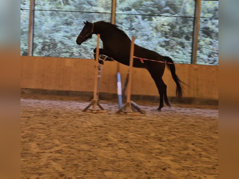 Zweibruecker Mare 5 years 16,2 hh Bay-Dark in Völklingen