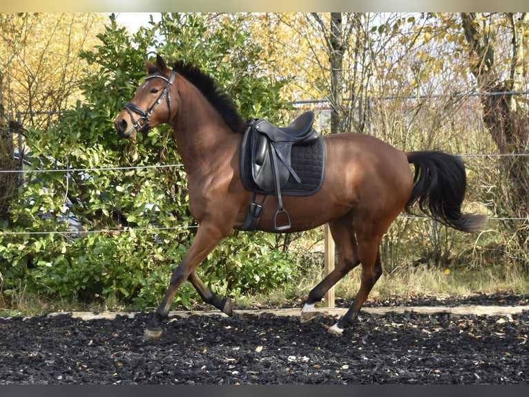 Zweibruecker Mare 5 years 16 hh Brown in Osburg
