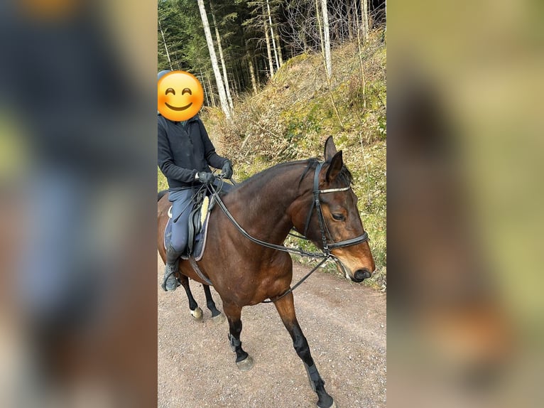 Zweibruecker Mare 6 years 16,1 hh Bay-Dark in Gengenbach