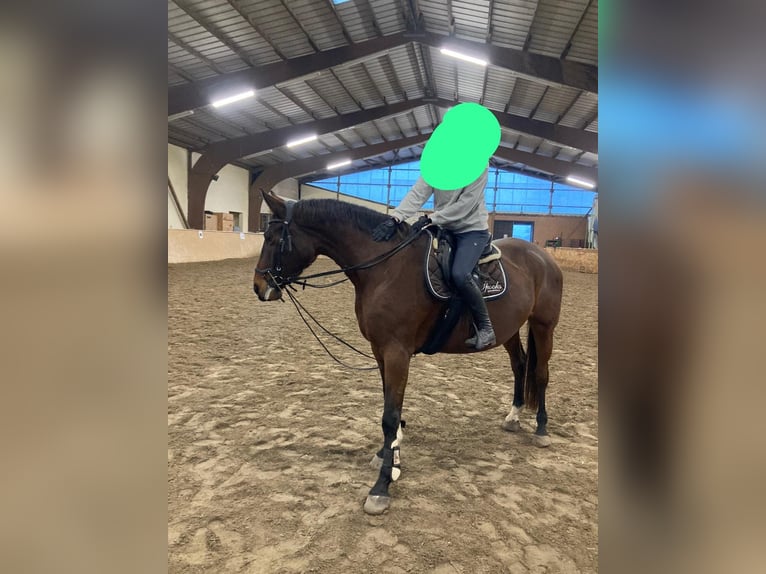 Zweibruecker Mare 6 years 16,1 hh Bay-Dark in Gengenbach