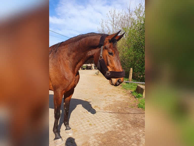 Zweibruecker Mare 6 years 16,1 hh Bay-Dark in Gengenbach